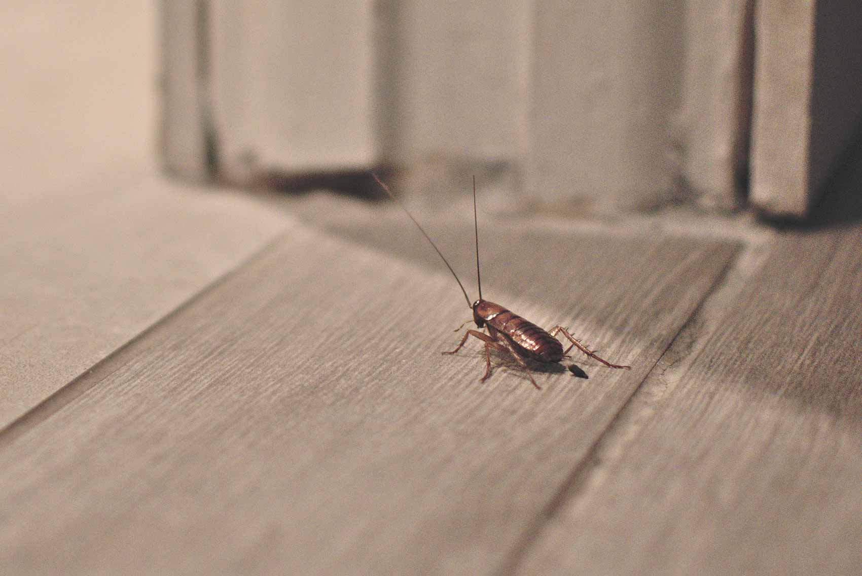 insecte au sous-sol