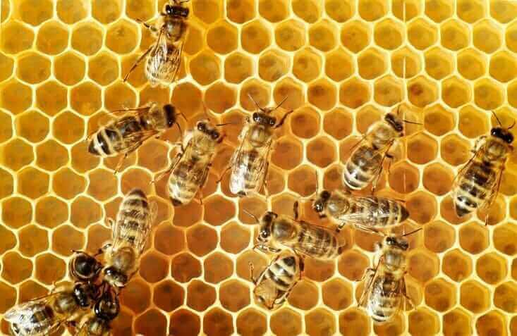 Exterminateur de guêpes et abeilles