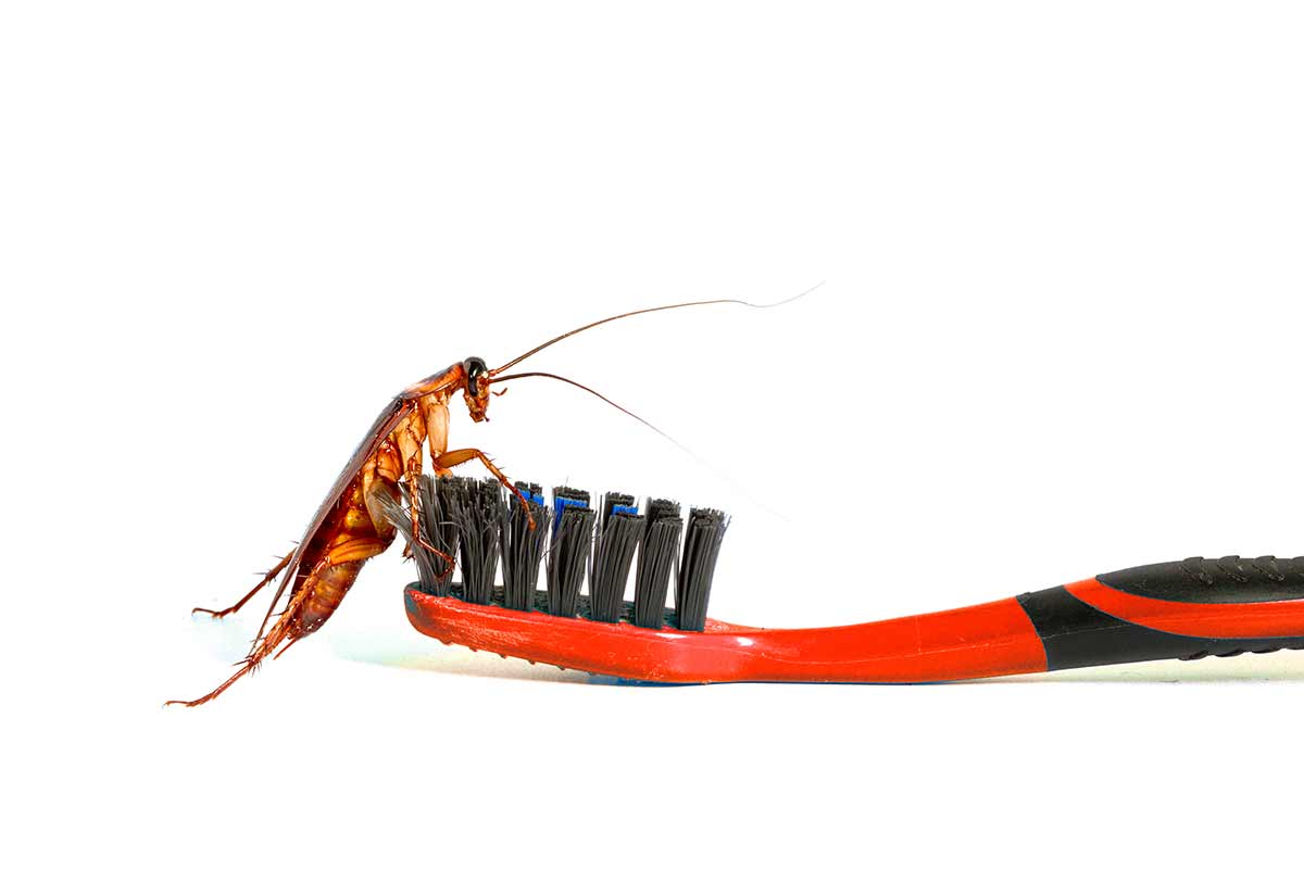 coquerelles brosse à dents