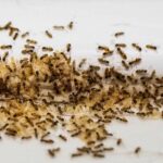 fourmis dans la maison