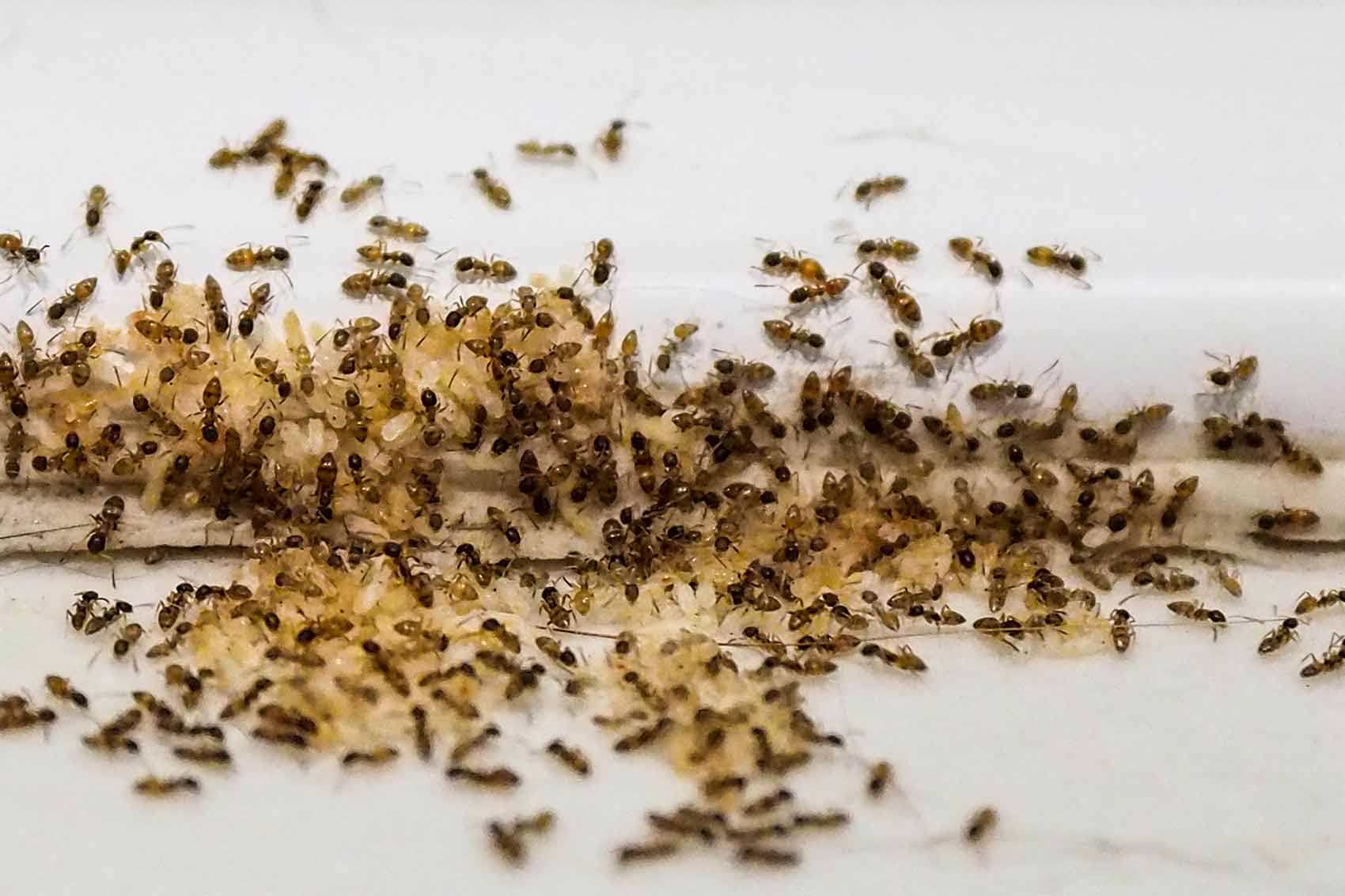 fourmis dans la maison