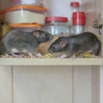 Infestation de souris