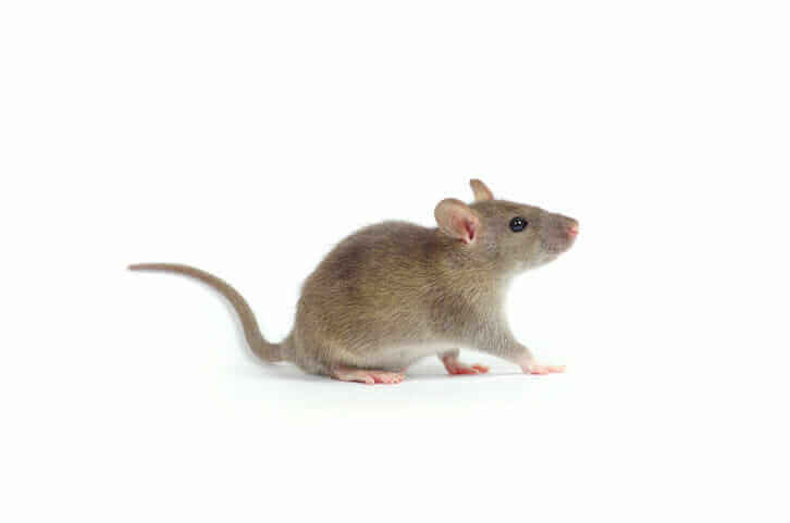 rat Comment se débarrasser des souris