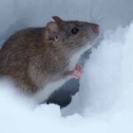 souris en hiver