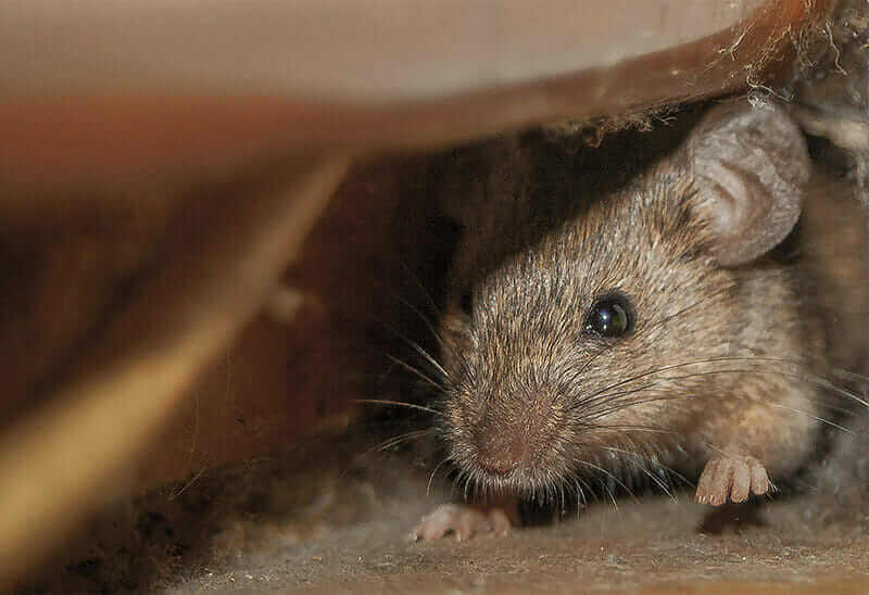 Extermination souris à la maison